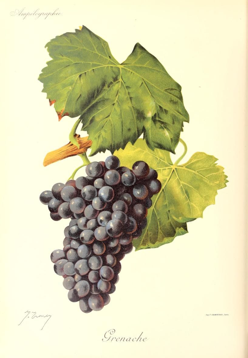 Grenache grapes, an antique botanical plate